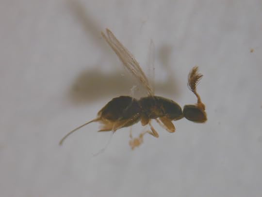 The Future Of Invasive Species Mitigation