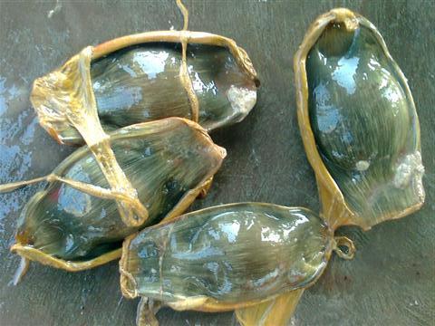 Four zebra shark eggs. They are greenish-brown pouches.