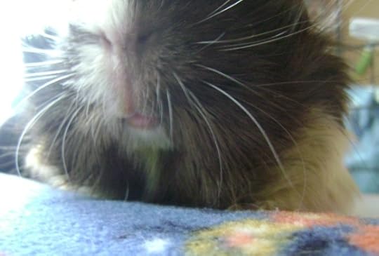 Rachel E Smith guinea pig Snuffy