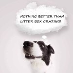 dogs litter box grazing