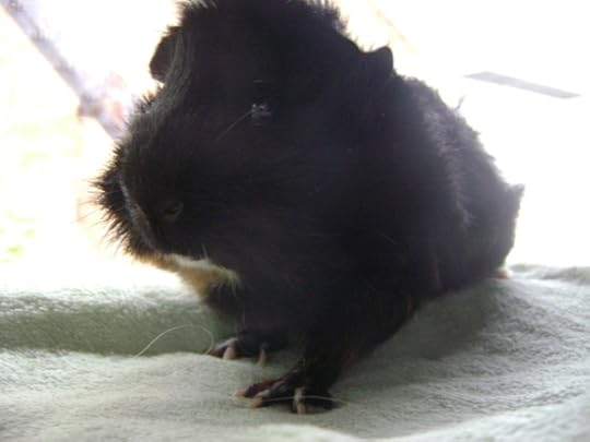 Rachel E Smith guinea pig Merricat