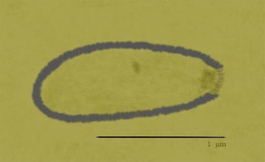 Pithovirus sibericum sketch