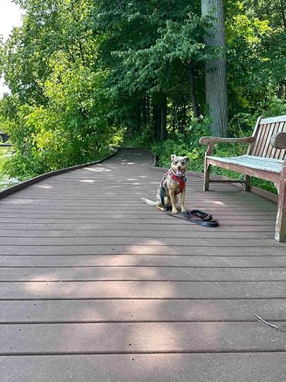 Sunny on the boardwalk