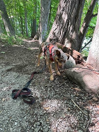 Gene Stratton-Porter trails