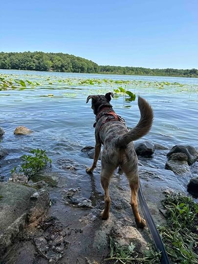 Sunny checking out Sylvan Lake
