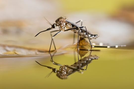 Mosquitoes are attracted to your skin scent, according to a new video from The American Chemical Society.