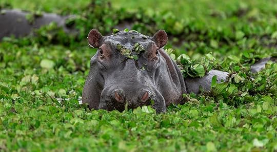Hippopotamus in green lake water