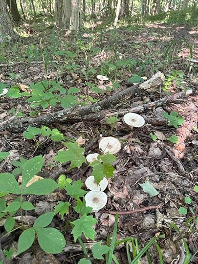 mushrooms on the trail