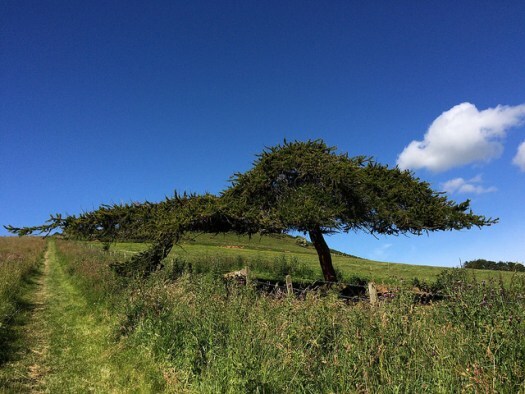 tree at the base of Dunnideer vitrified hill fort