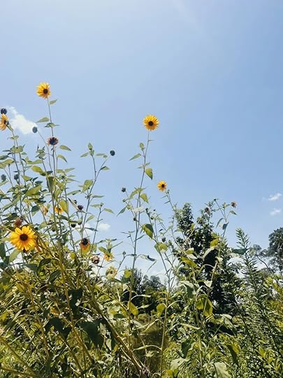 Let It Be Sunday, 429! 