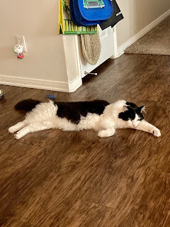 a black and white cat lies stretched on the wood floor, clearly hot and trying to cool off