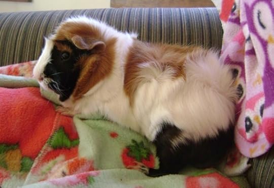 Rachel E Smith guinea pig Horace