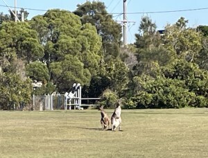 Two kangaroos on the Yamba riverfront