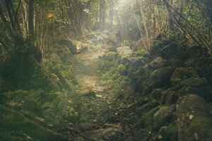Forest Path | Pixabay | Ignite your creative spark