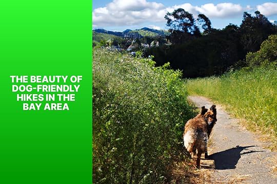 The Beauty of Dog-Friendly Hikes in the Bay Area - Dog Friendly Hikes in Bay Area 