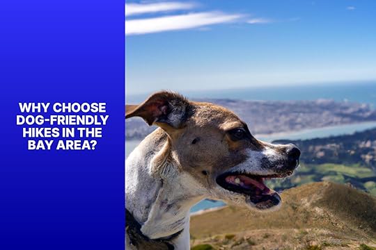Why Choose Dog-Friendly Hikes in the Bay Area? - Dog Friendly Hikes in Bay Area 