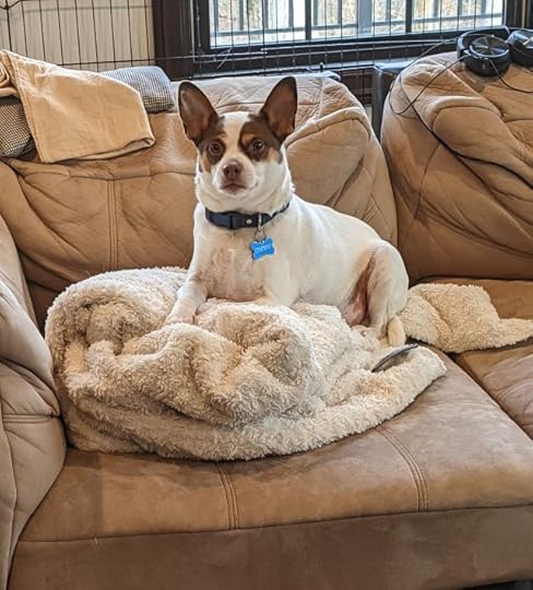 A small white dog with brown ears and brown spots around his eyes sits on a fluffy white blanket on a beige couch.