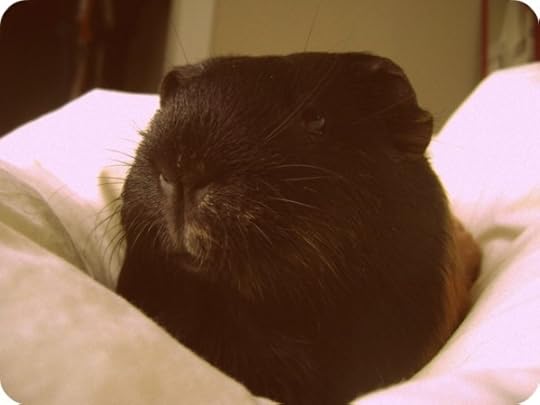 Rachel E Smith guinea pig Murderface