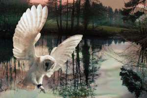 Gift of the Dreamtime cover art by S. Kelley Harrell