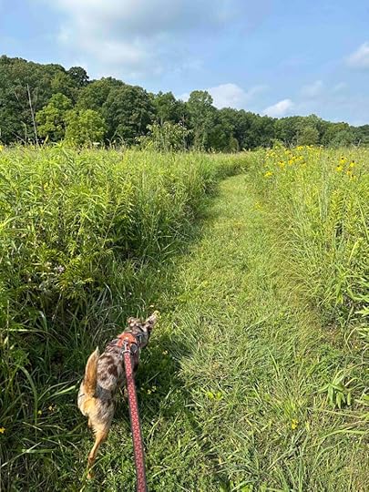 grassy trail at Pehkokia Woods