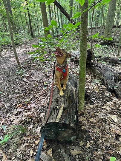 dog on a log