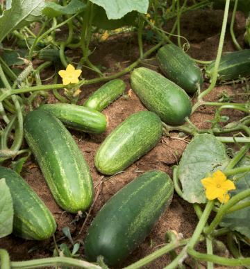 cucumbers
