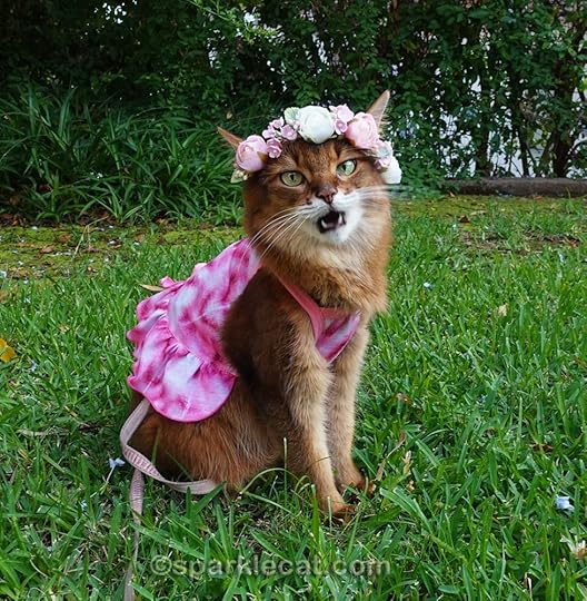 Somali cat in tie dye dress and flower crown with mouth open