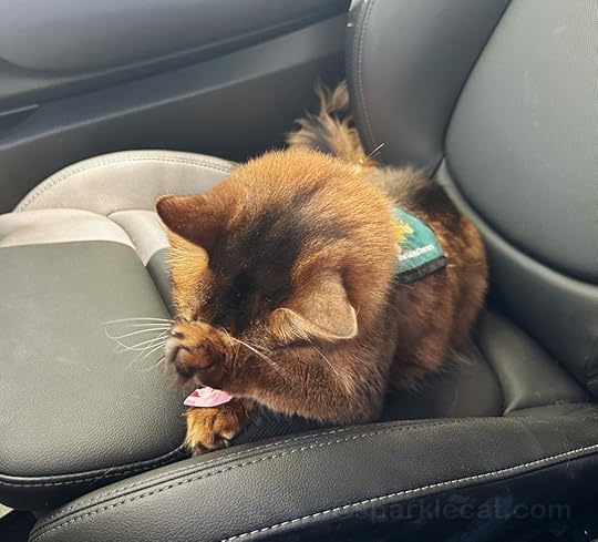 Somali cat with paw covering face