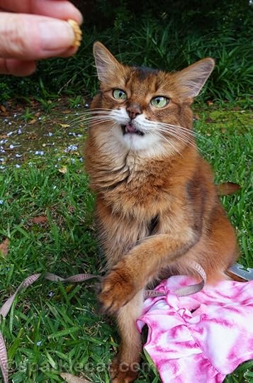Somali cat making a funny face while waiting for treat