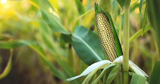 A cornfield with a close-up of a single corn cob revealing golden kernels.