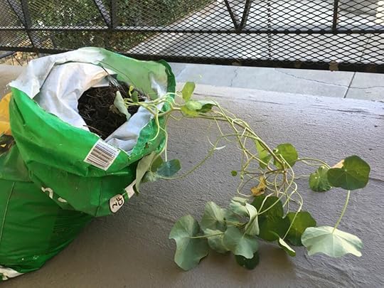 nasturtium vine