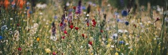 Recensione di La felicità è una cosa semplice di Francesca Ruvolo