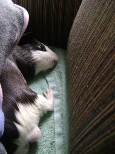 Rachel E Smith guinea pig Thorfinnur