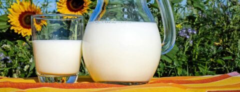 A glass of milk next to a glass jug of milk in front of a sunflower garden to illustrate the blog post 