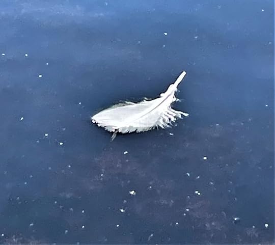 A feather on a lake