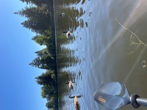 Paddling through floating canadian geese