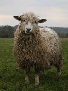 Photo of a Cotswold sheep facing camera in field