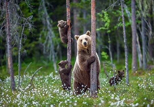 bear and bear cubs in a summer forest.