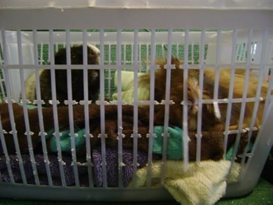 Rachel E Smith guinea pigs Ozymandias and Danger Crumples