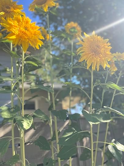 starburstsunflowers23