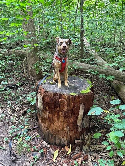 Dog on a log