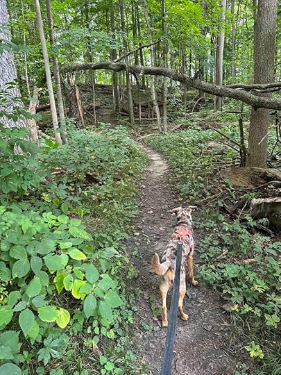 Sunny checking out the trail
