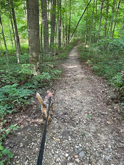 Sunny checking out on the trail