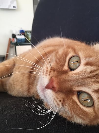 Star the cat