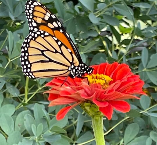 A monarch butterfly feeding on a red zinnia.