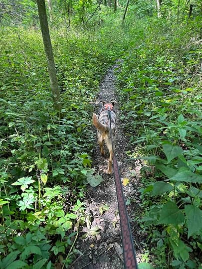 the trail narrows at Crooked Lake Nature Preserve