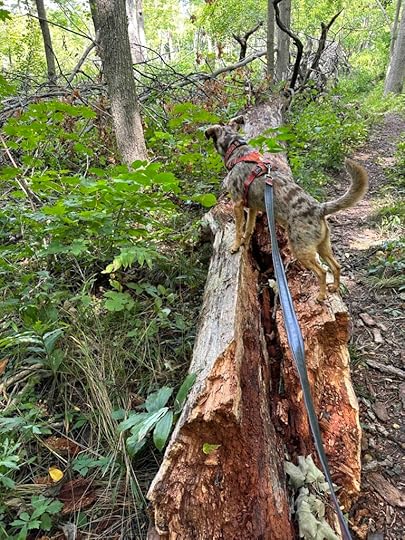 exploring a downed tree