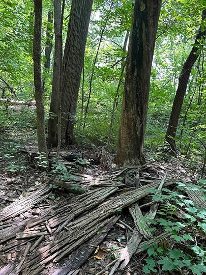 trees shedding their bark