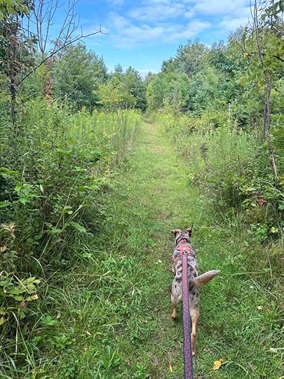 Sunny on the grass trail