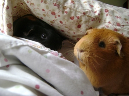 Rachel E Smith guinea pigs Murderface and Pickles